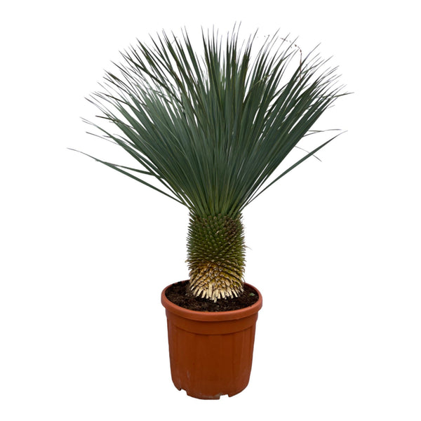 Yuca Rostrata - 160 cm - Ø50cm