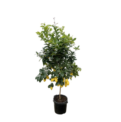 Limón Cítrico - 200cm - ø40