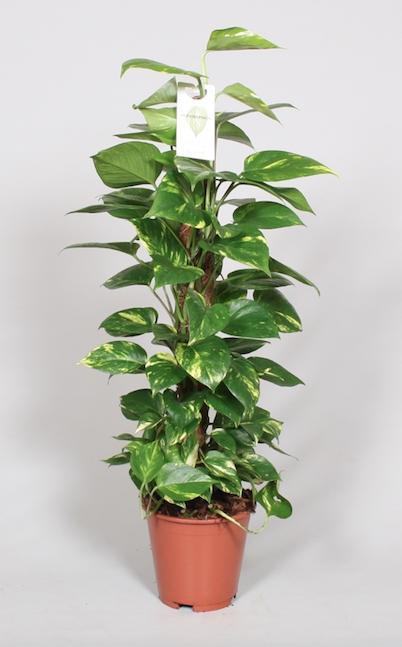 Livraison plante Epipremnum Pinnatum Mosstok 80cm Scindapsus