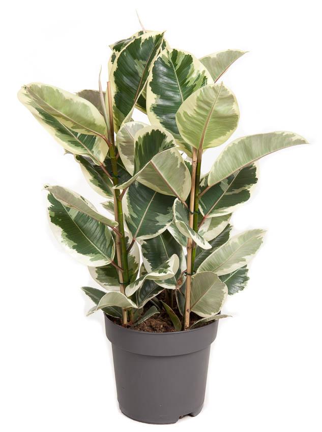 Livraison plante Ficus Elastica Tineke 3PP P27