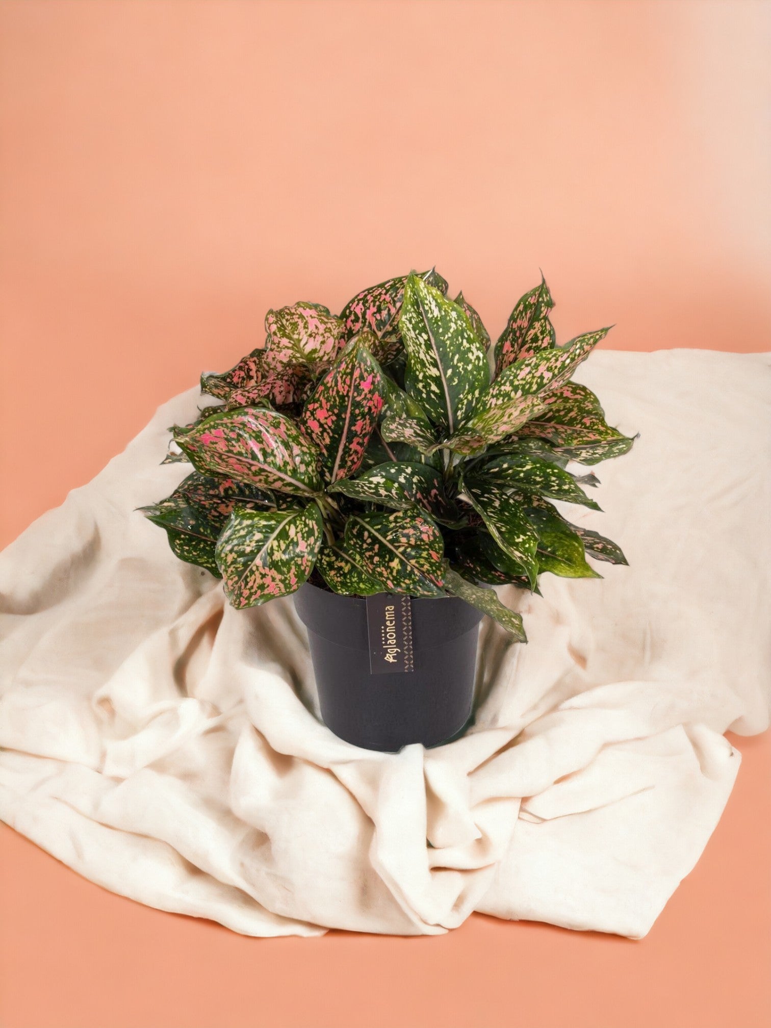 Entretien - Aglaonema Pink Leopard: Guide pratique