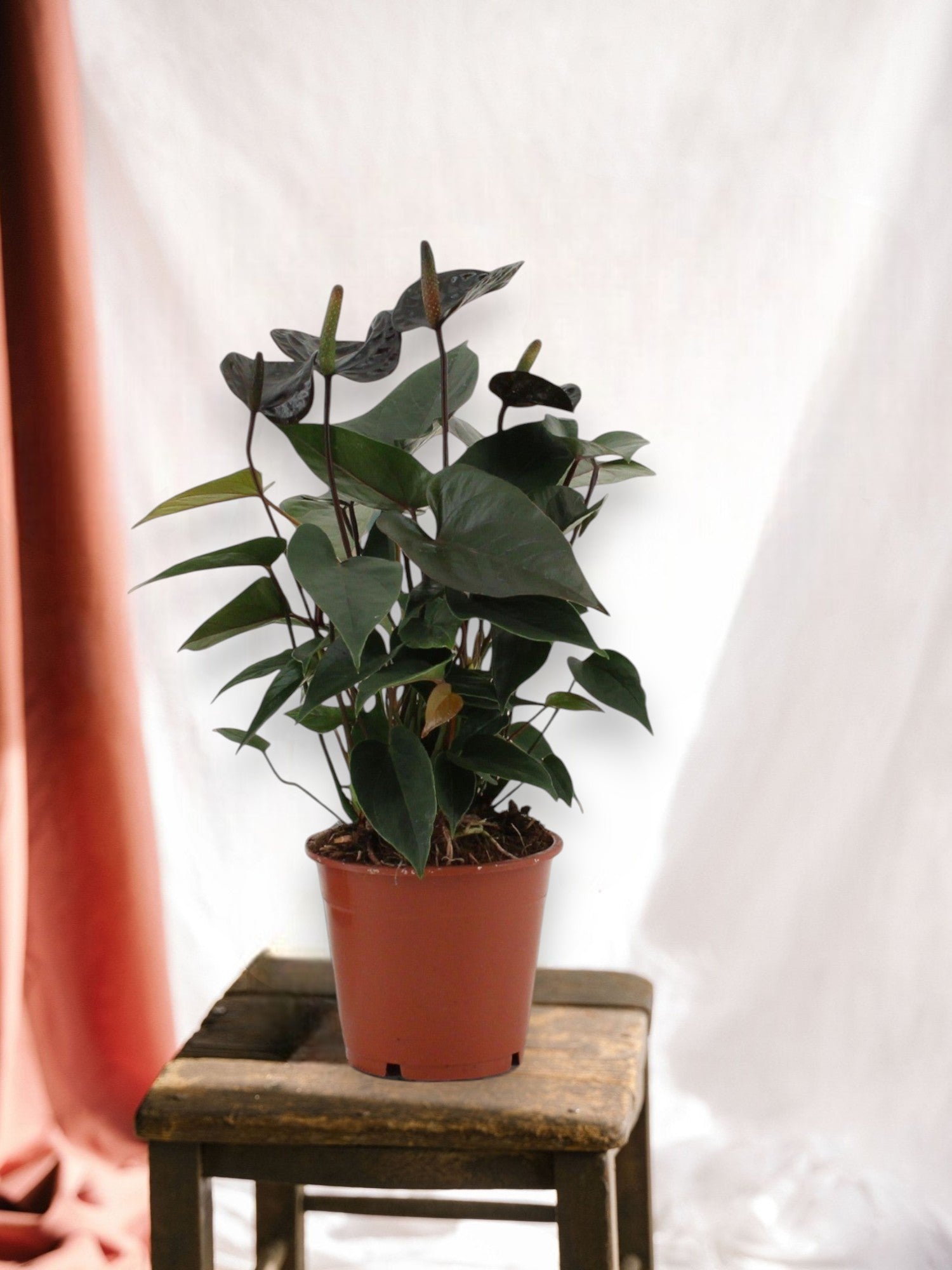 Entretien - Anthurium Black Love: Guide pratique