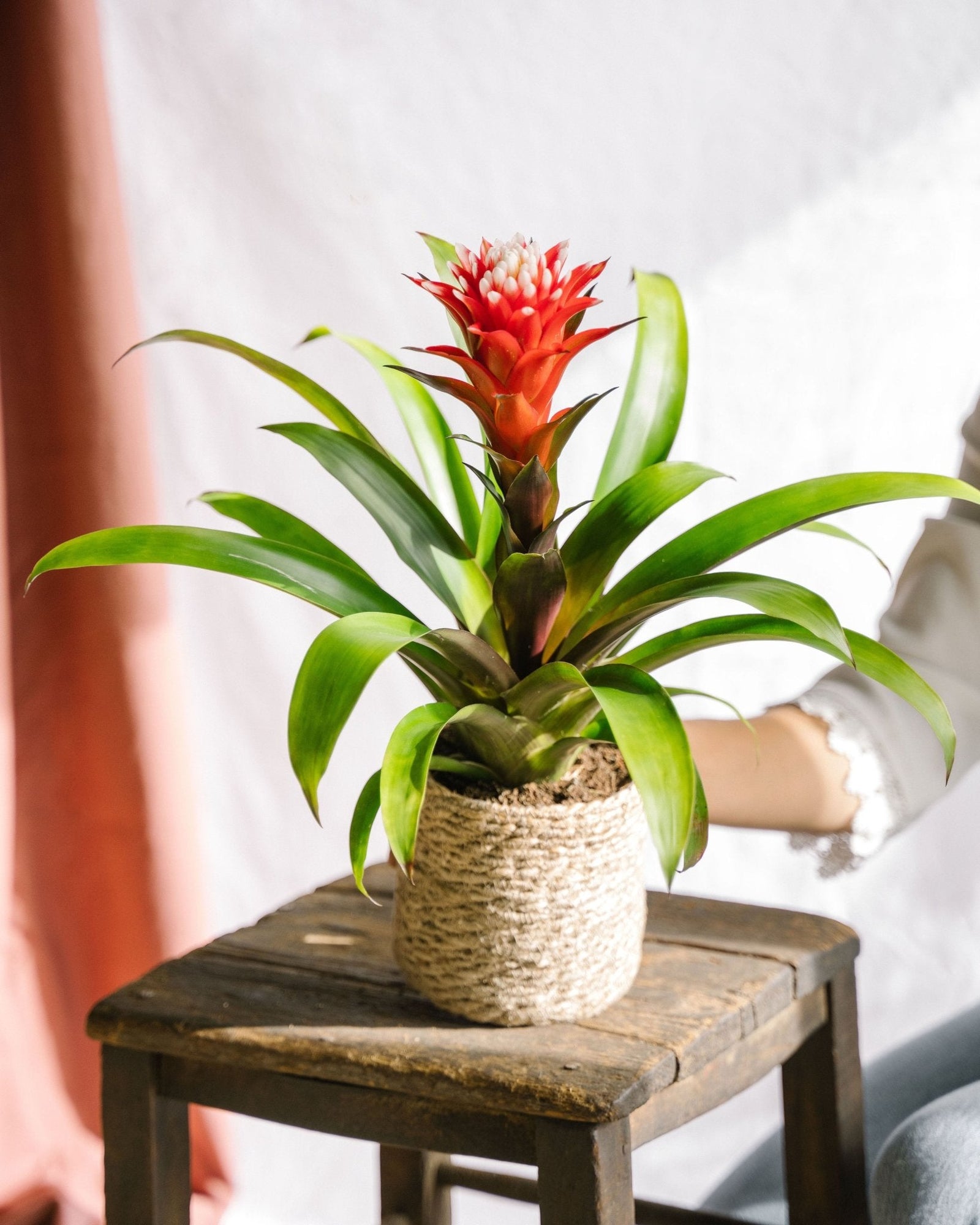 Bromelia Hope : Guide d’entretien complet