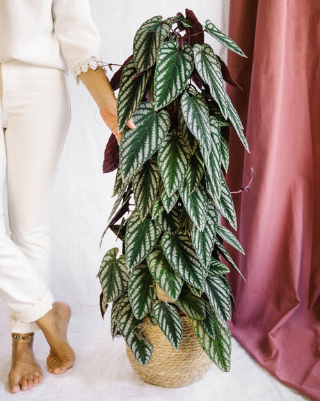 Entretien - Cissus Discolor Piramide: Guide pratique