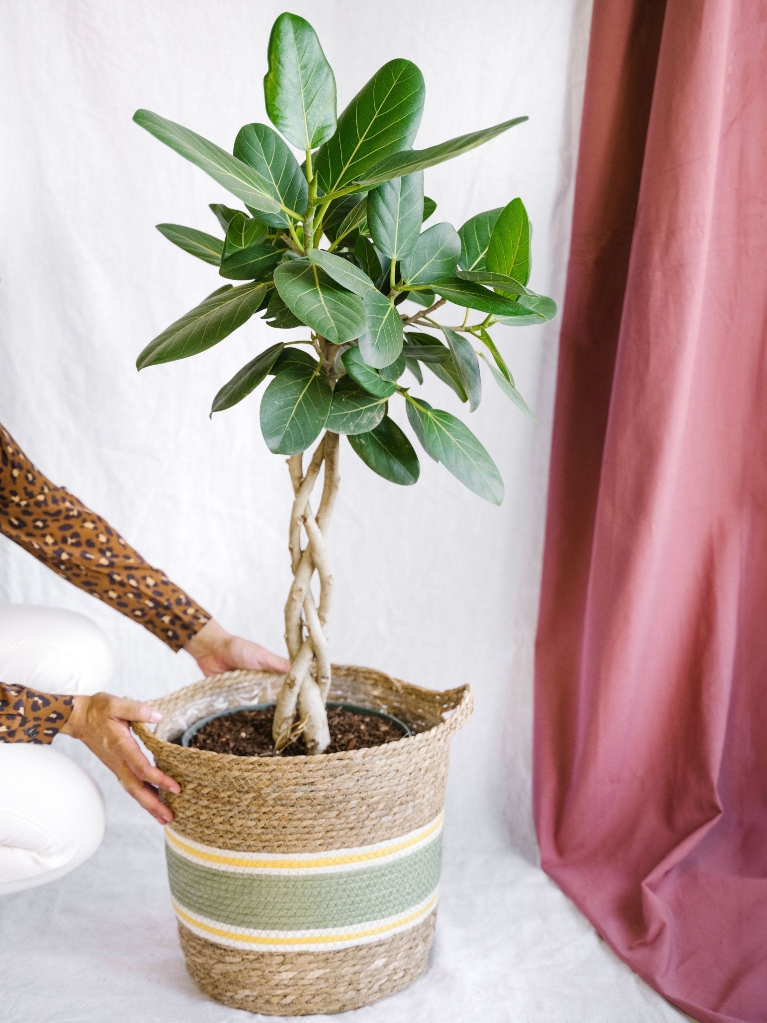 Entretien - Ficus Audrey: Guide pratique