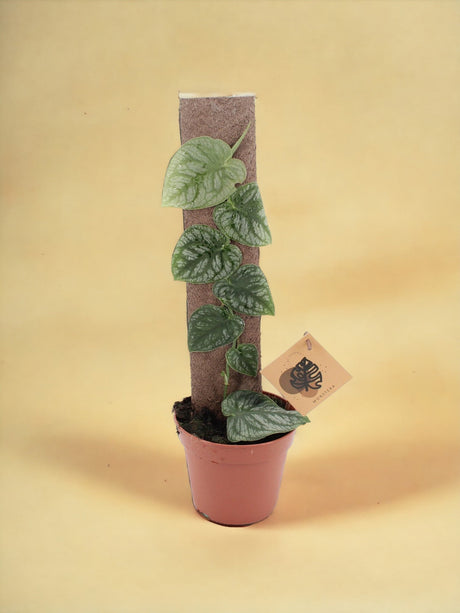 Entretien - Monstera Dubia: Guide pratique