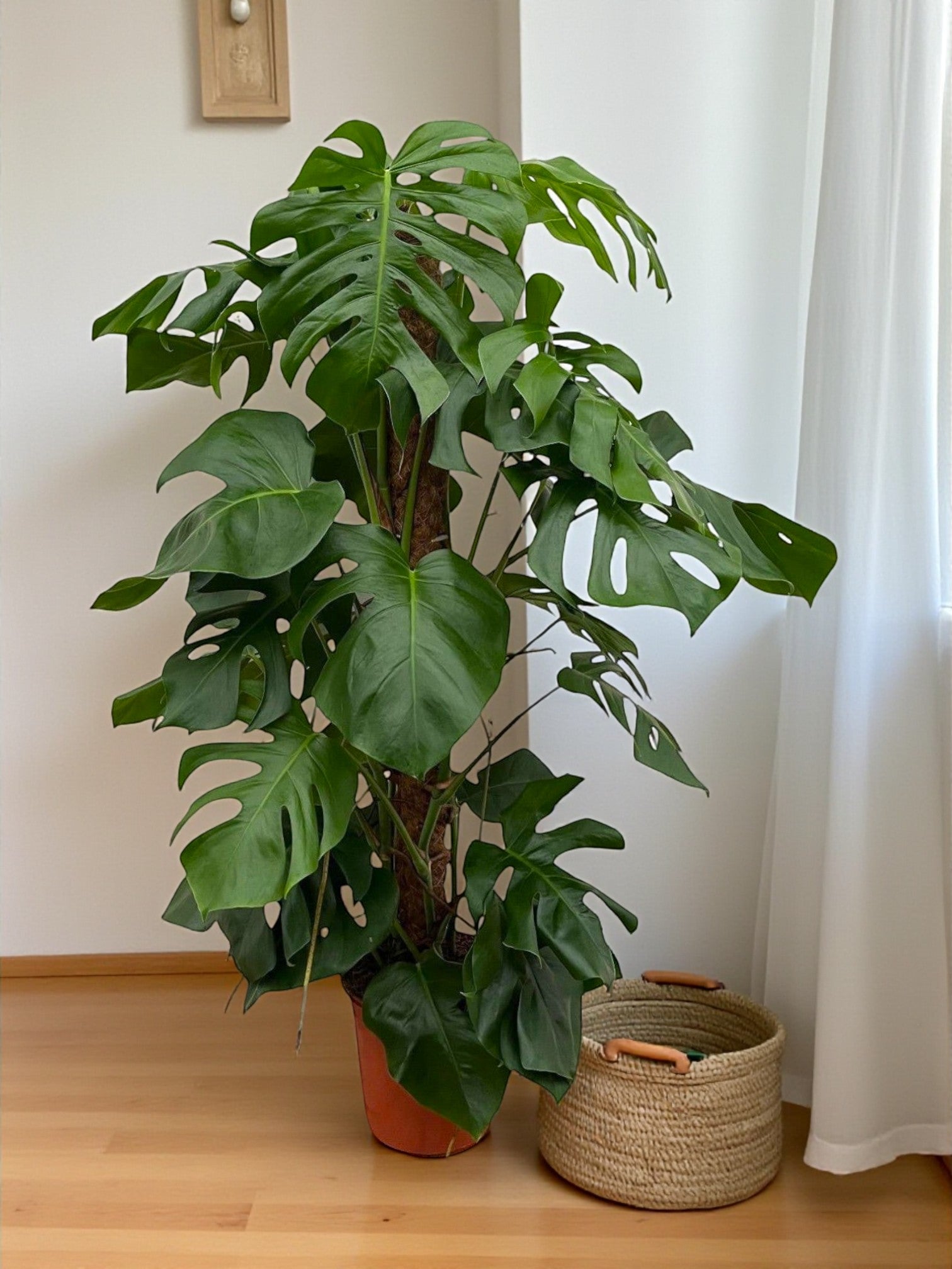 Entretien - Monstera Pertusum: Guide pratique