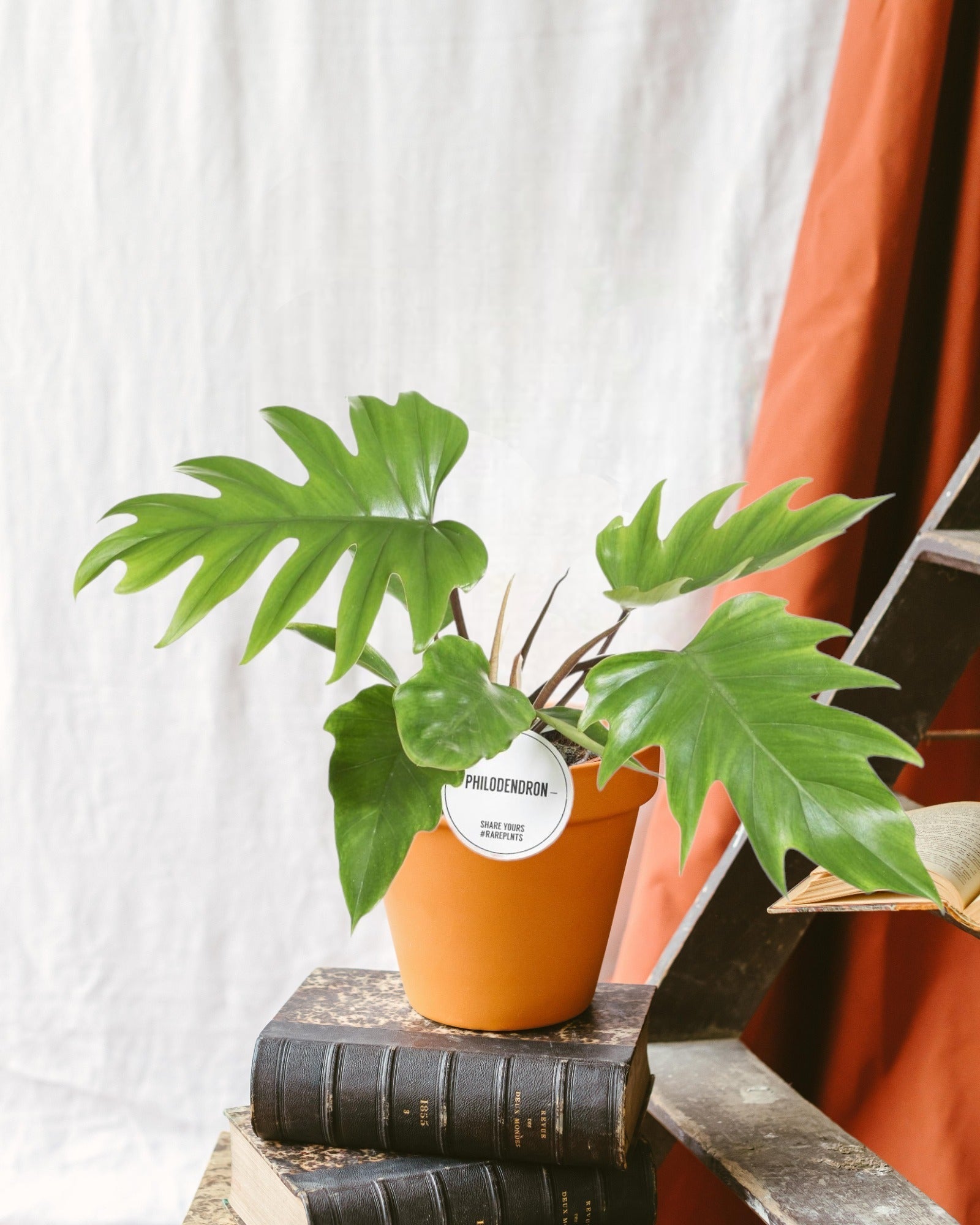 Entretien - Philodendron Mayoi: Guide pratique