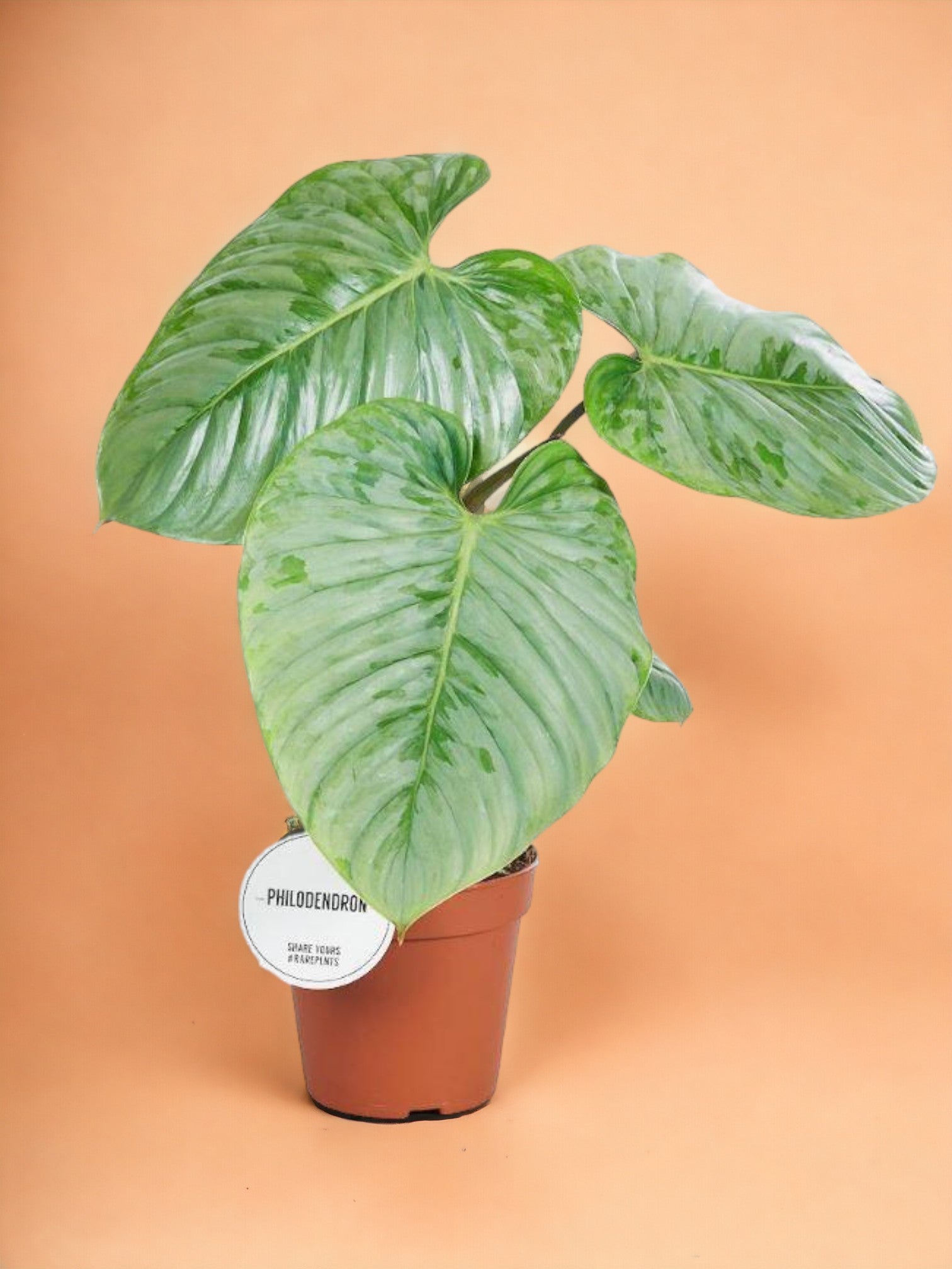 Entretien - Philodendron Sodiroi: Guide pratique