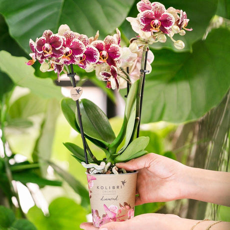 Comment faire refleurir une orchidée ? Nos conseils essentiels - La Green Touch