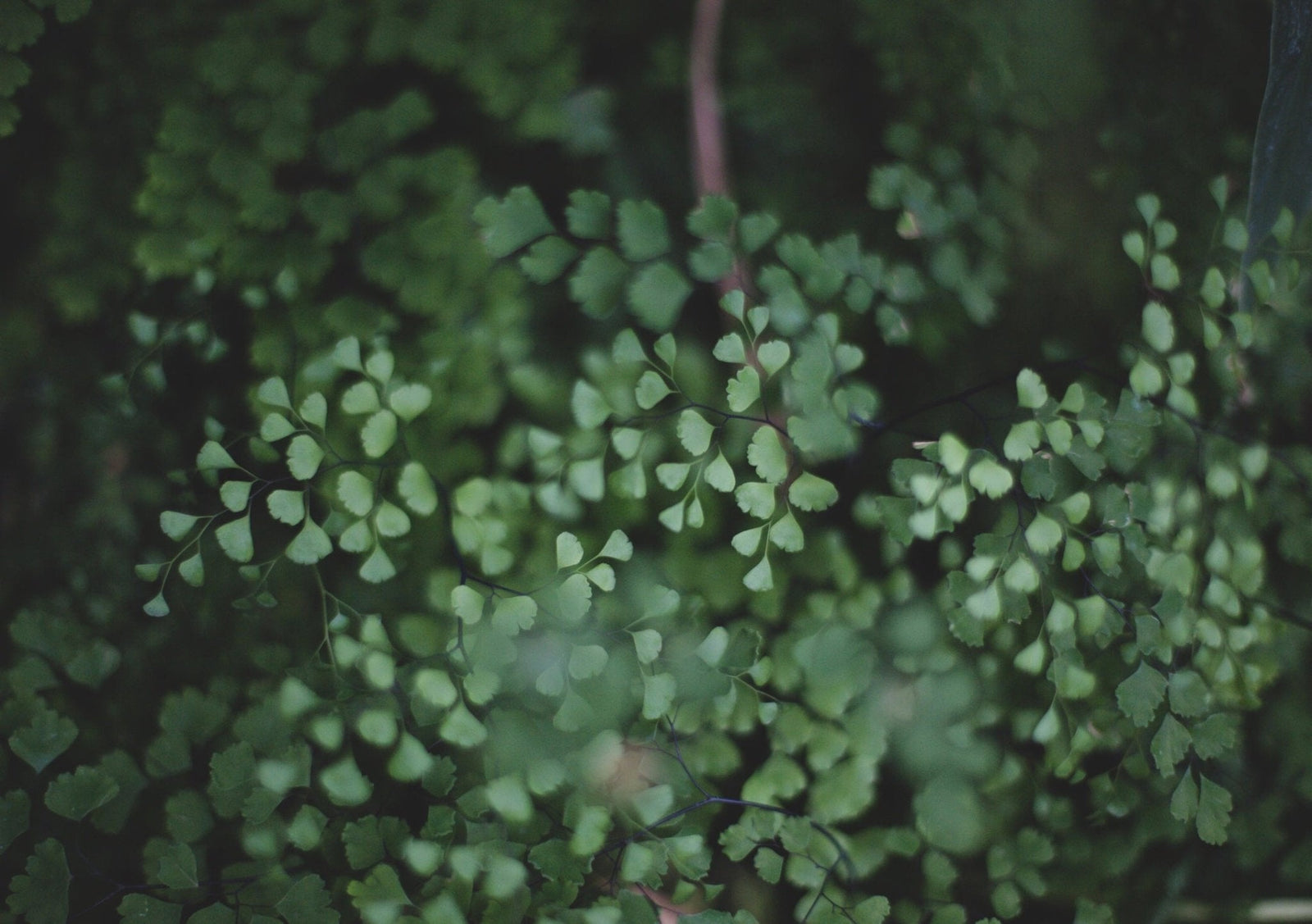 Entretien ADIANTUM FRAGANS - La Green Touch