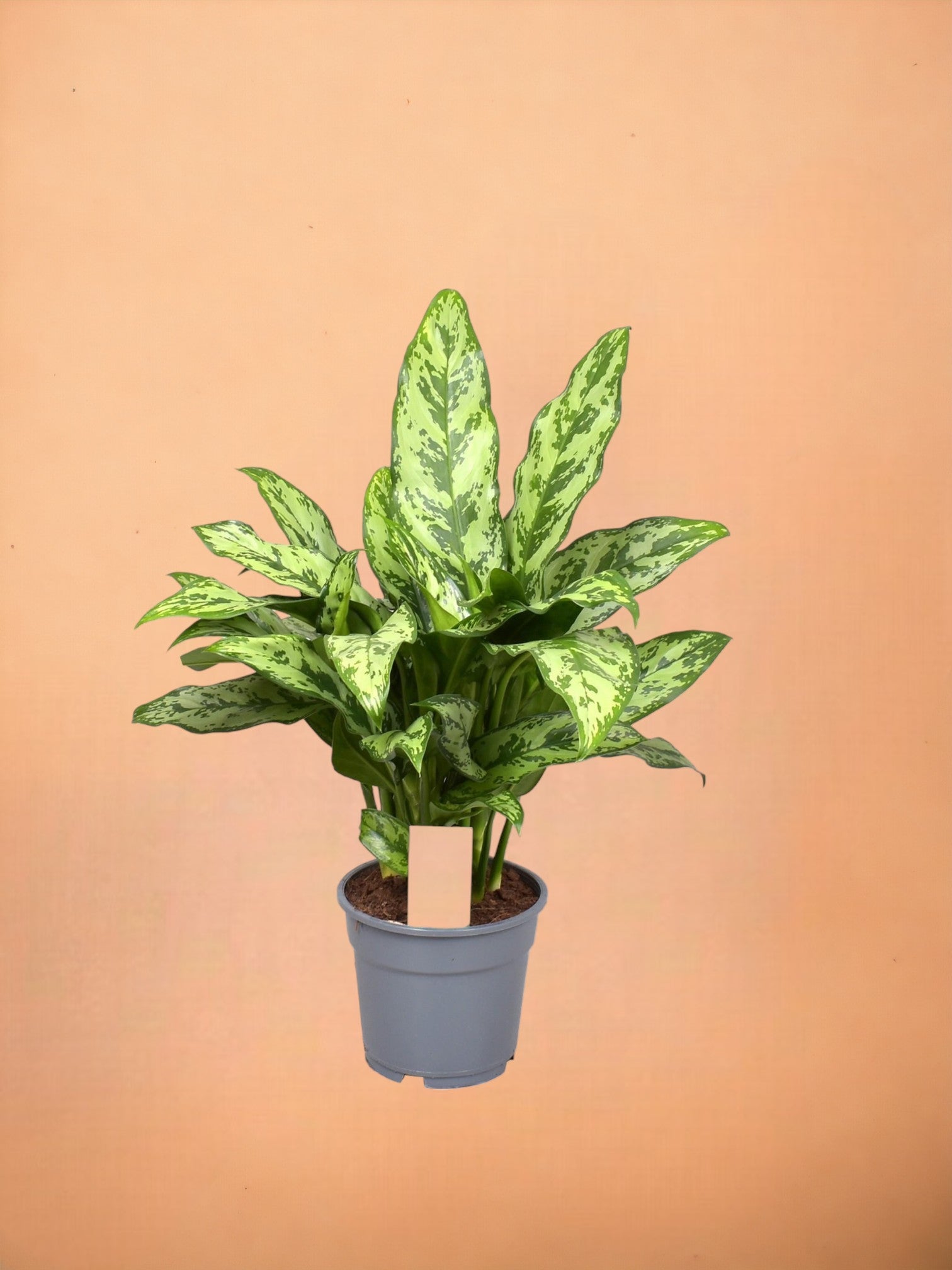 Entretien - Aglaonema Romeo: Guide pratique - La Green Touch