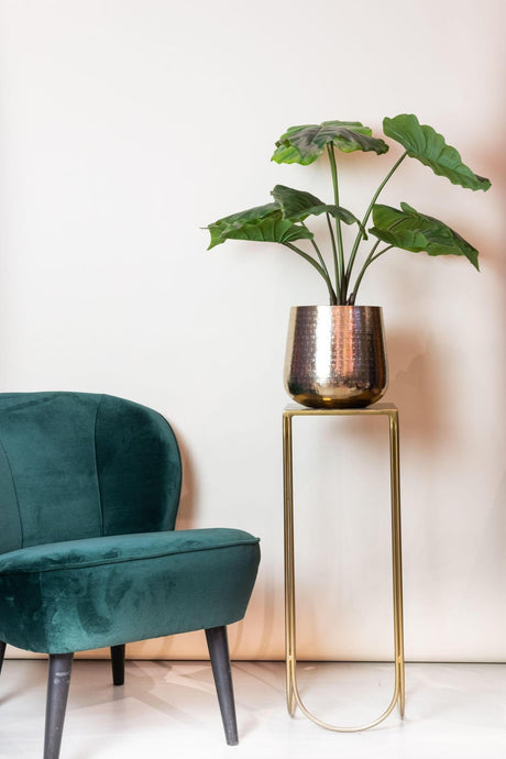 Entretien Alocasia Gageana : Guide pratique - La Green Touch