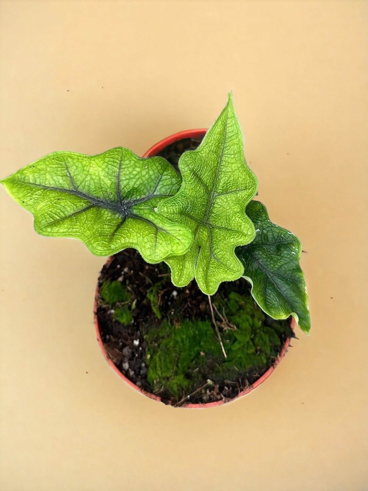 Entretien - Alocasia Jacklyn: Guide pratique - La Green Touch