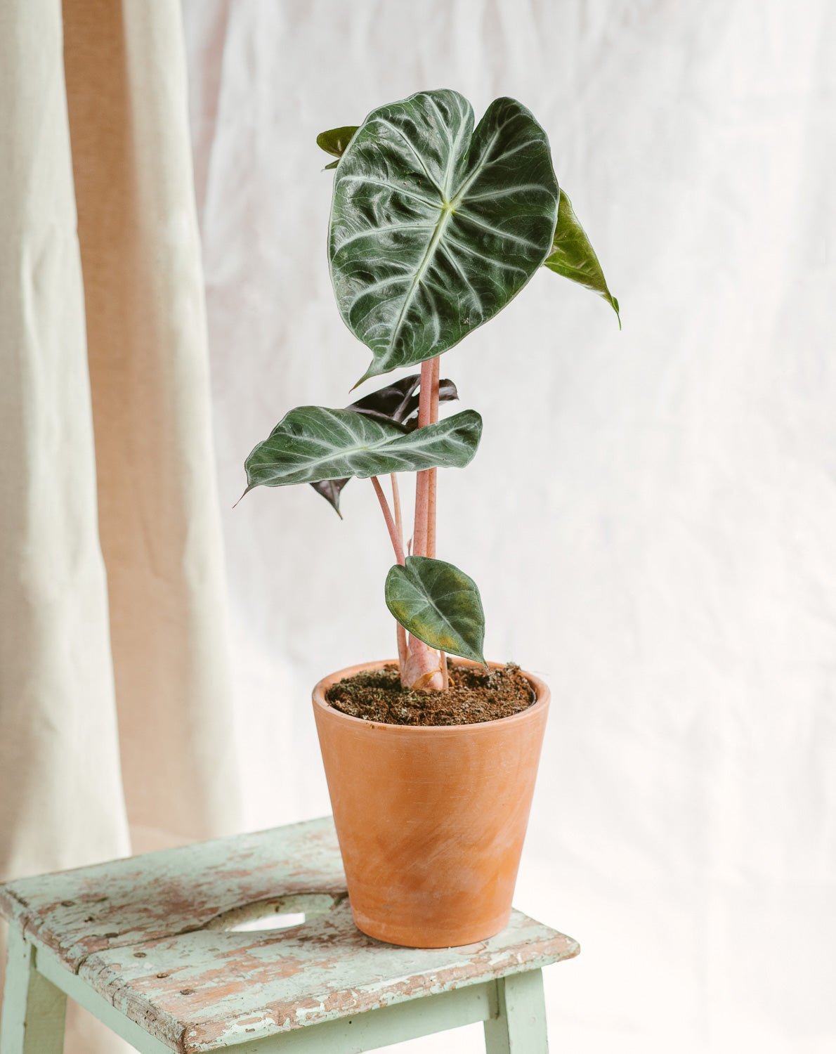 Entretien Alocasia Pink Dragon - La Green Touch