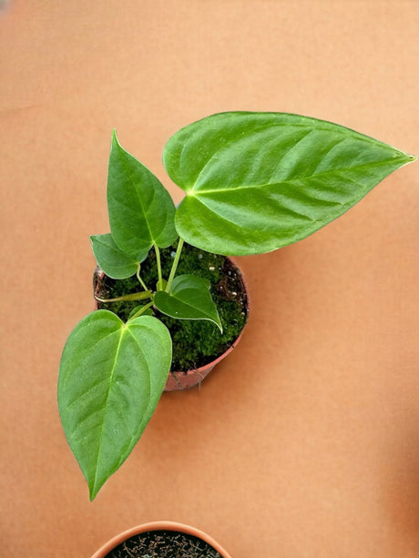 Entretien - Anthurium Recavum: Guide pratique - La Green Touch