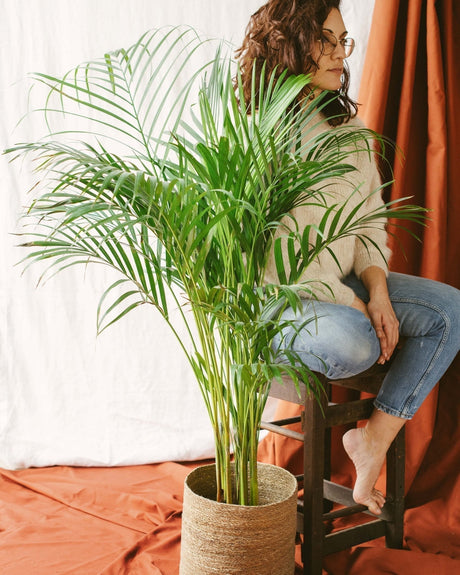 Entretien Areca Dypsis - Guide pratique - La Green Touch