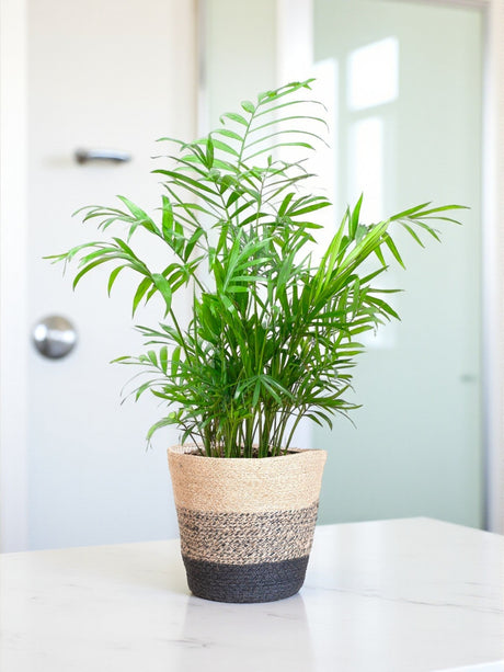 Entretien - Areca Elegans: Guide pratique - La Green Touch