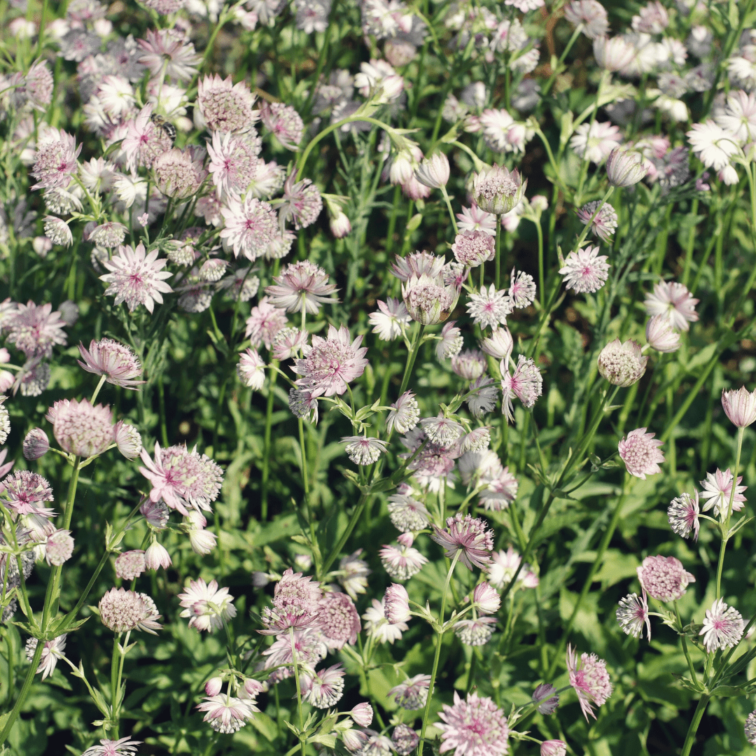 Entretien - Astrance (Astrantia major) : Guide pratique - La Green Touch