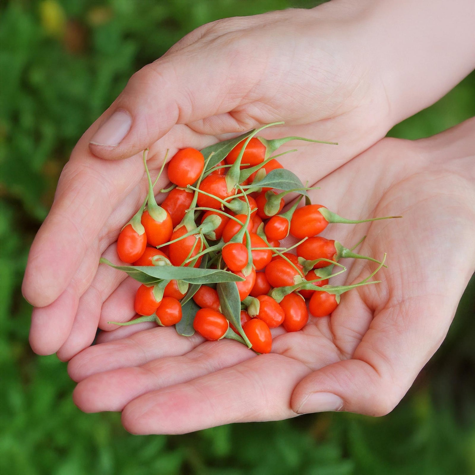 Entretien - Baie De Goji (Lycium barbarum) : Guide pratique - La Green Touch