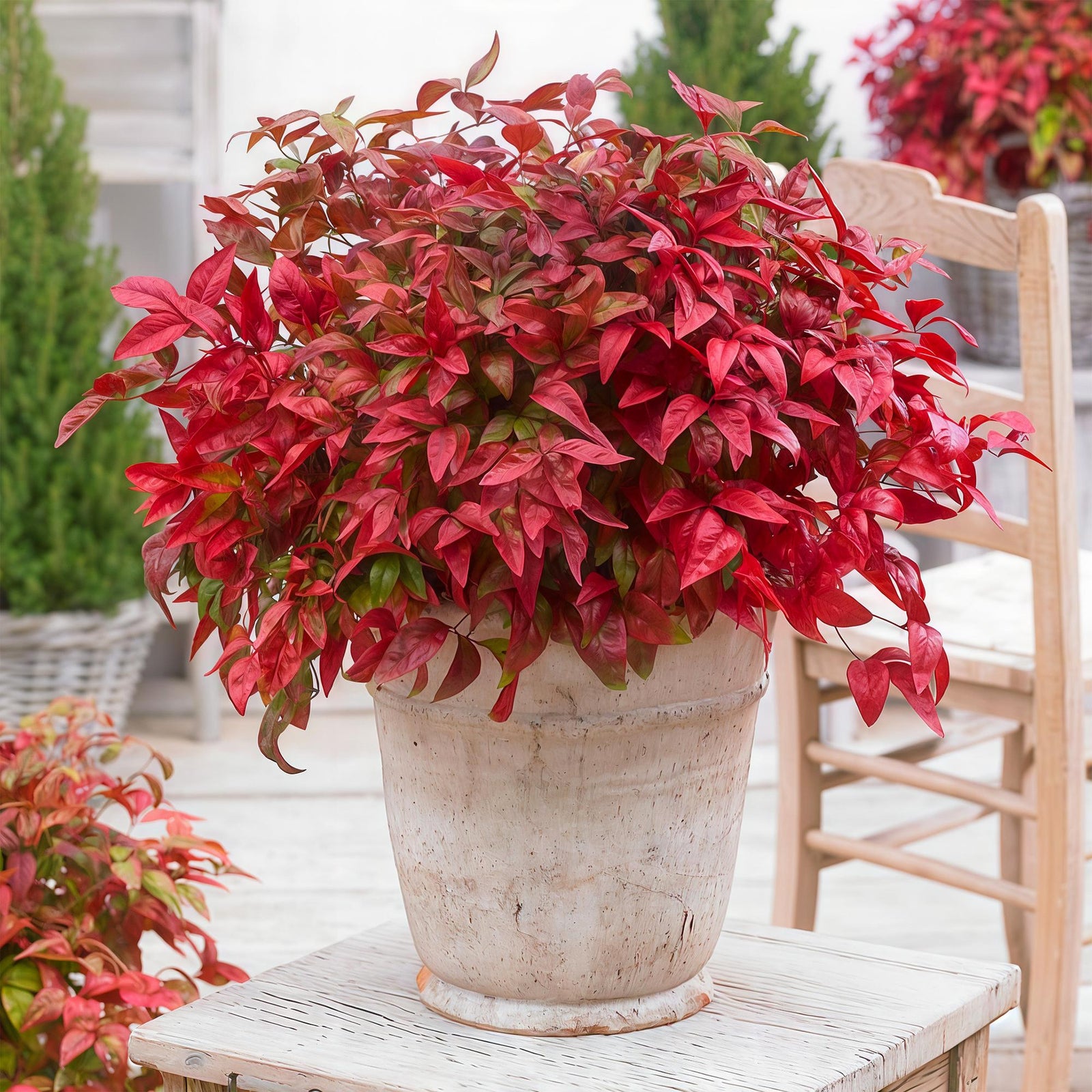 Entretien - Bambou Sacré (Nandina domestica) : Guide pratique - La Green Touch