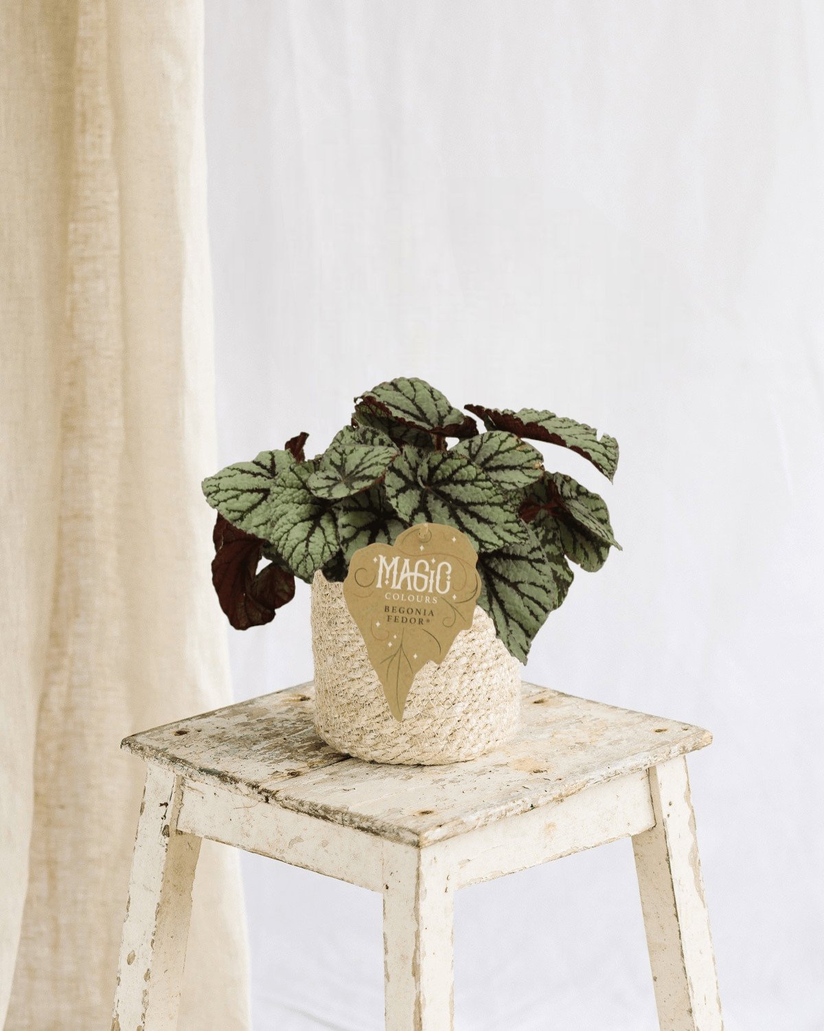 Entretien - Begonia Rex Fedor: Guide pratique - La Green Touch