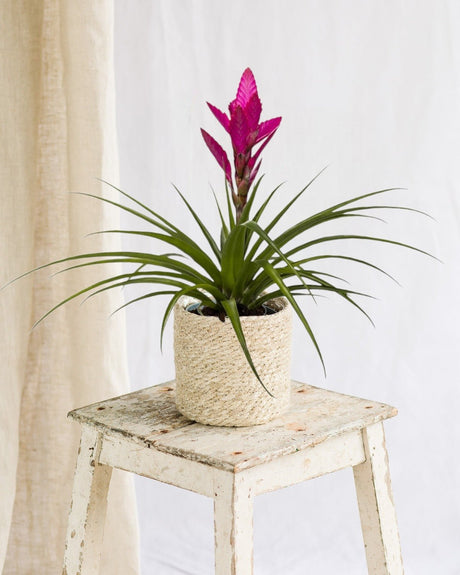 Entretien - Bromelia Amira: Guide pratique - La Green Touch