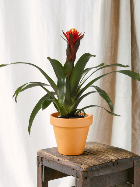 Entretien - Bromelia Happiness: Guide pratique - La Green Touch