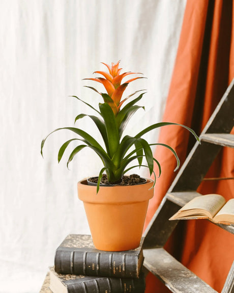 Entretien - Bromelia Melissa: Guide pratique - La Green Touch