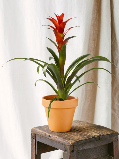 Entretien - Bromelia Ostara: Guide pratique - La Green Touch