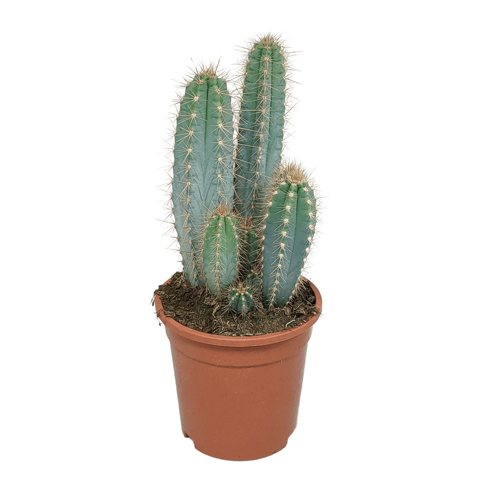 Entretien - Cactus Cierge bleu: Guide pratique - La Green Touch