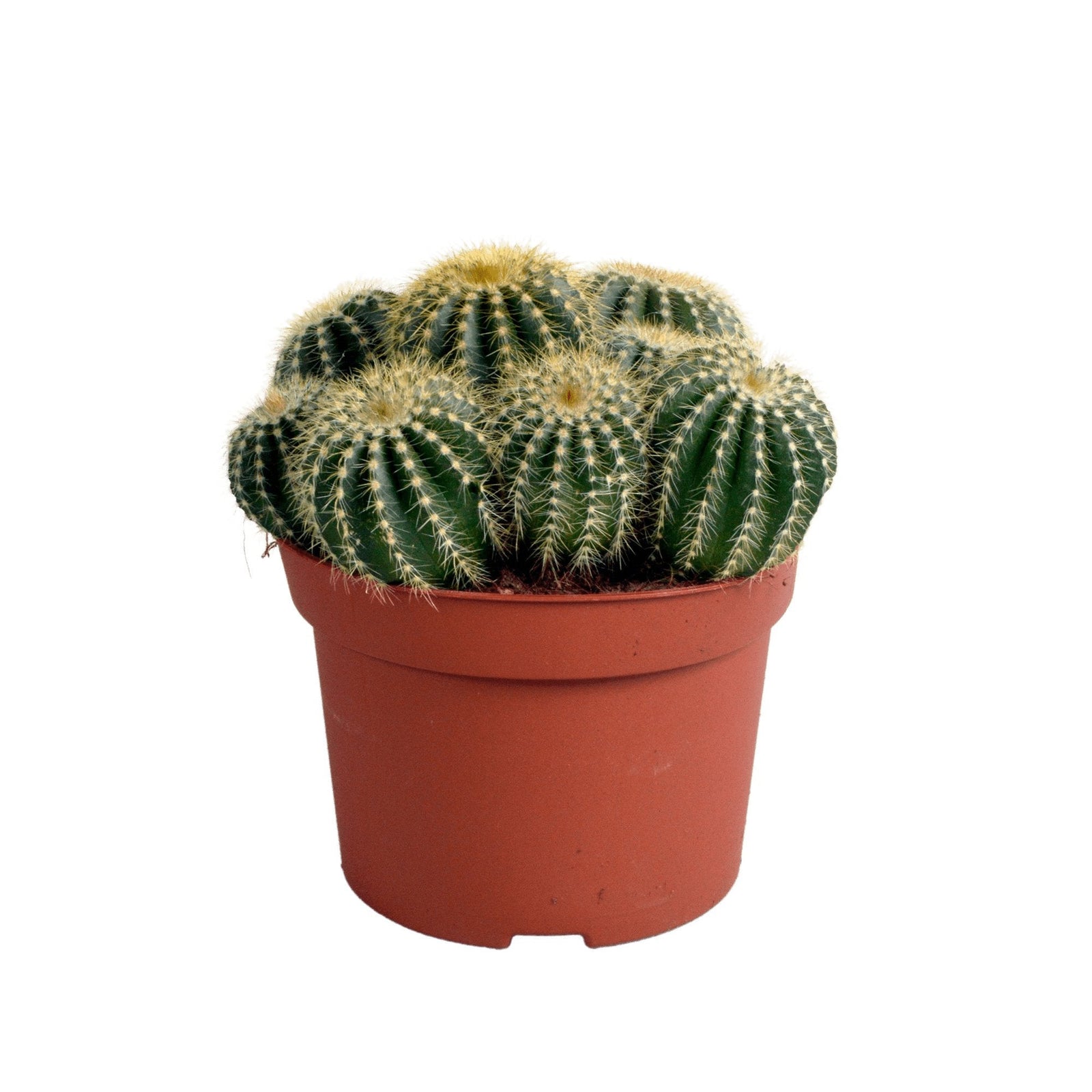 Entretien - Cactus Warasii: Guide pratique - La Green Touch