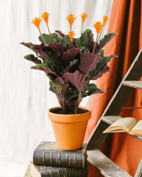 Entretien - Calathea Crocata: Guide pratique - La Green Touch