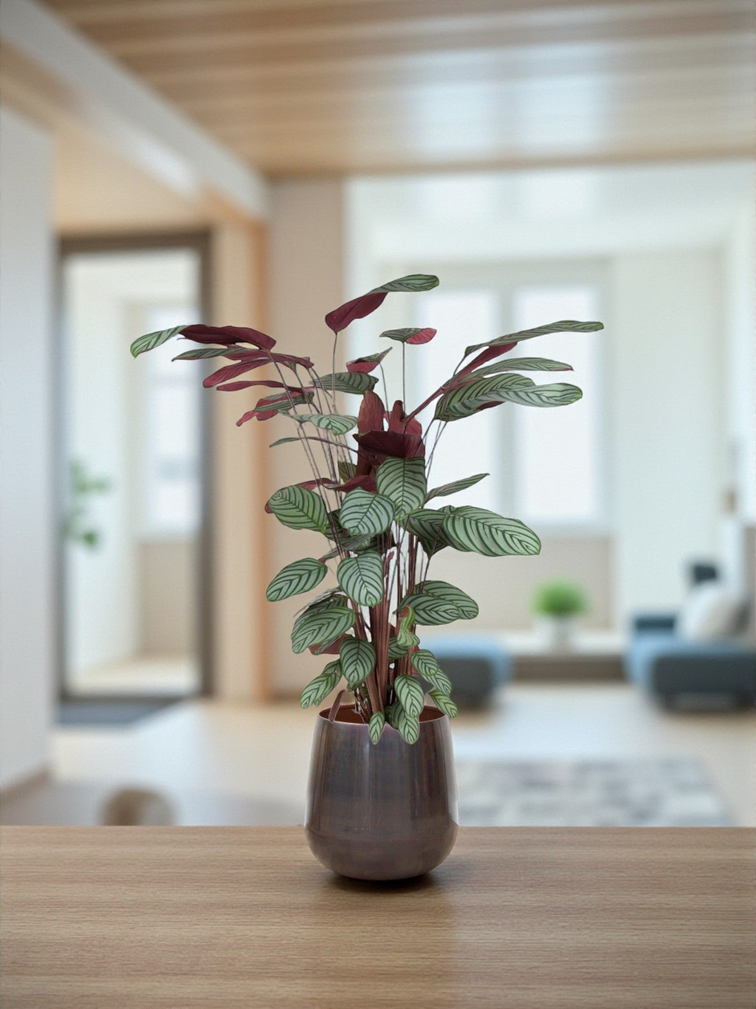 Entretien - Calathea Oppenheimiana: Guide pratique - La Green Touch