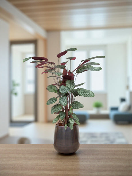 Entretien - Calathea Oppenheimiana: Guide pratique - La Green Touch