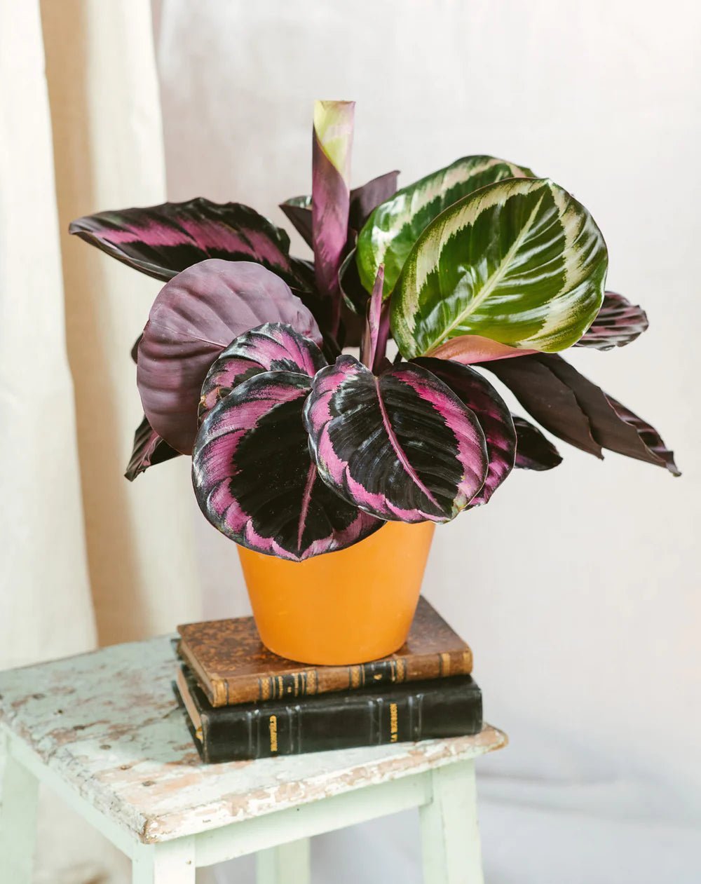 Entretien Calathea Roseopicta Dottie - La Green Touch