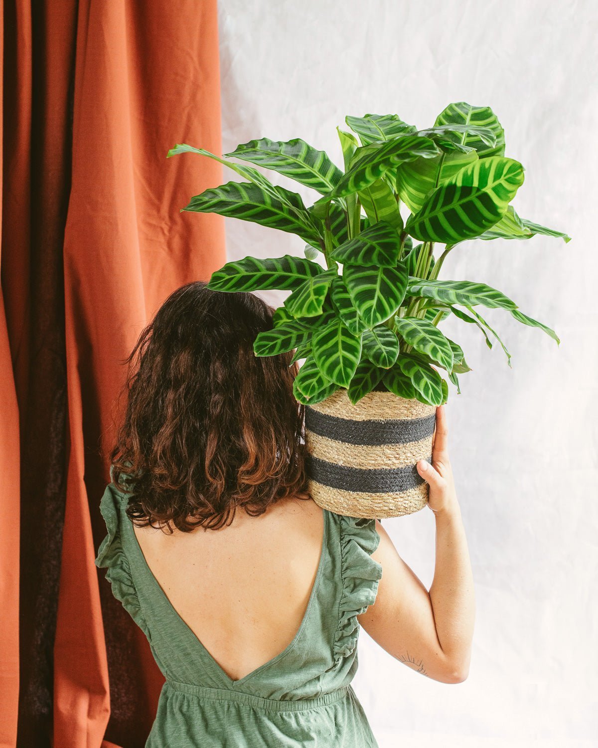 Entretien Calathea Zebrina : guide pratique - La Green Touch