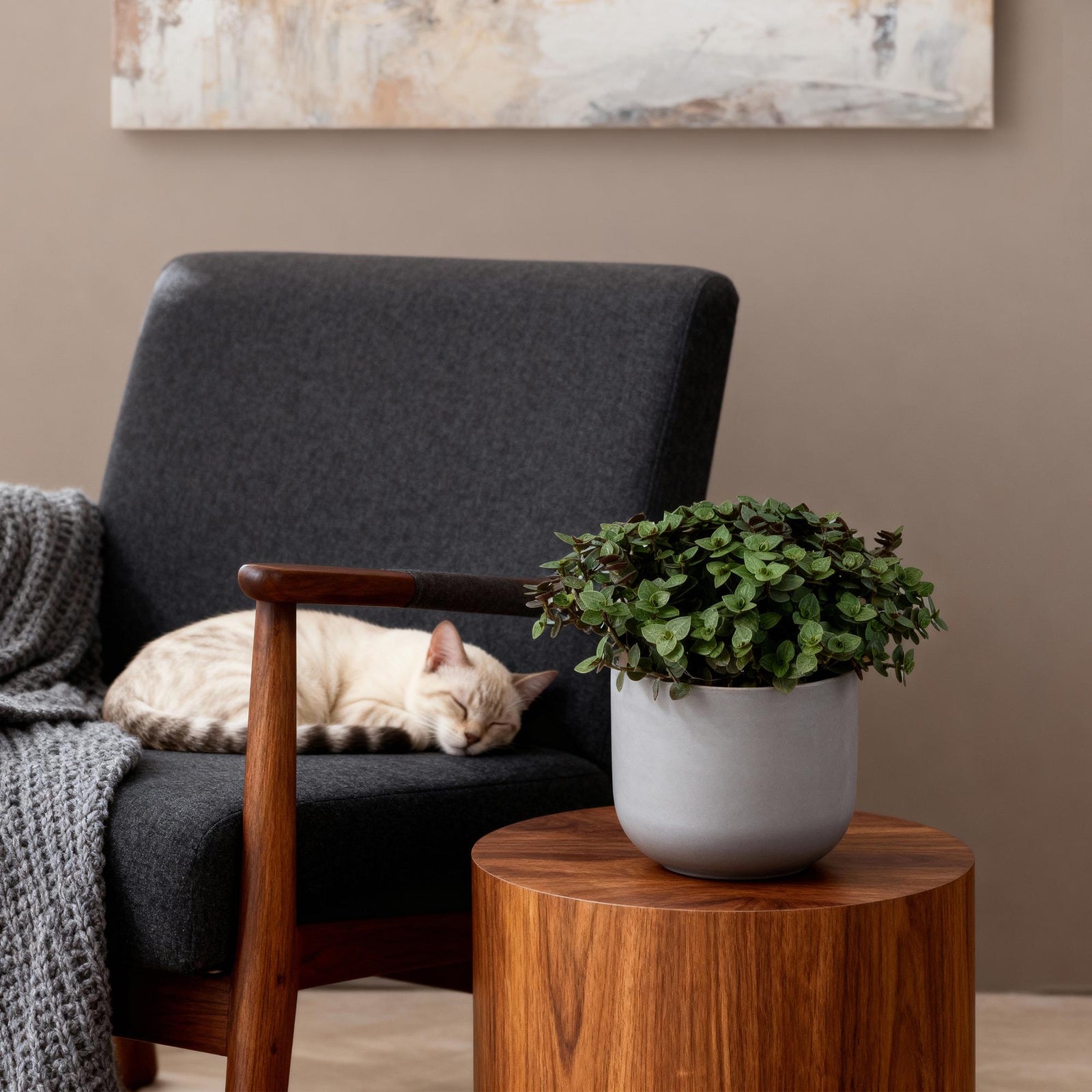 Entretien - Callisia Repens: Guide pratique - La Green Touch
