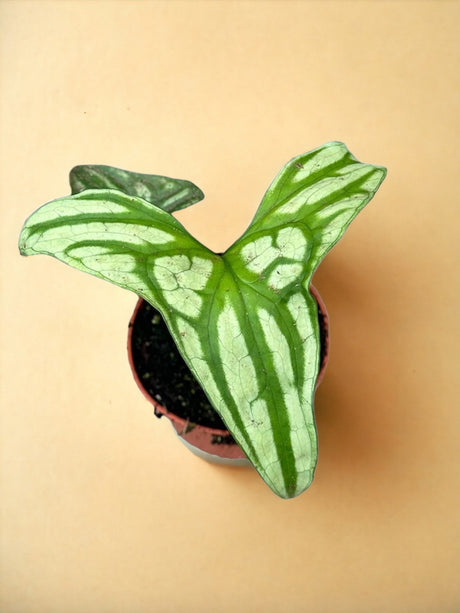 Entretien - Cercestis Mirabilis: Guide pratique - La Green Touch