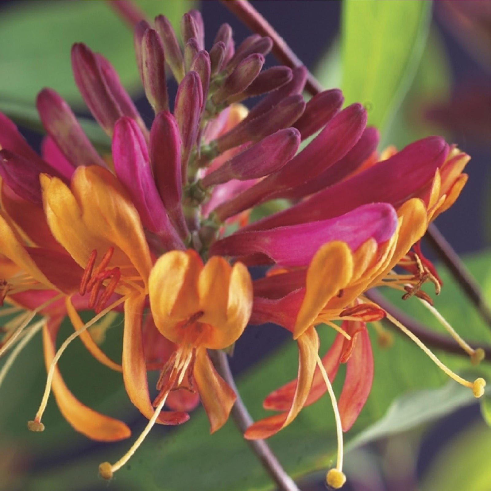 Entretien - Chèvrefeuille (Lonicera x heckrottii) : Guide pratique - La Green Touch