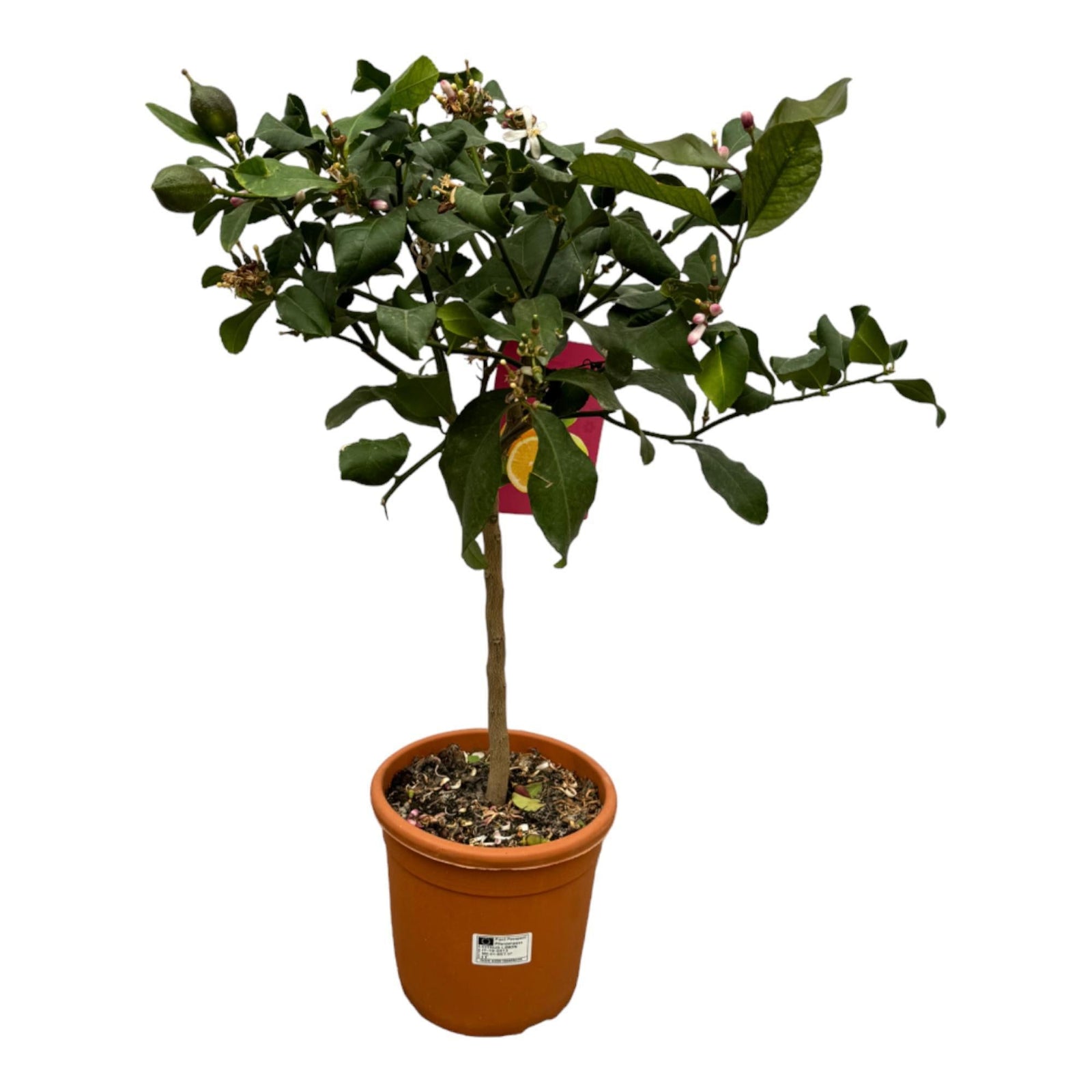 Entretien - Citronnier (Citrus limon) : Guide pratique - La Green Touch