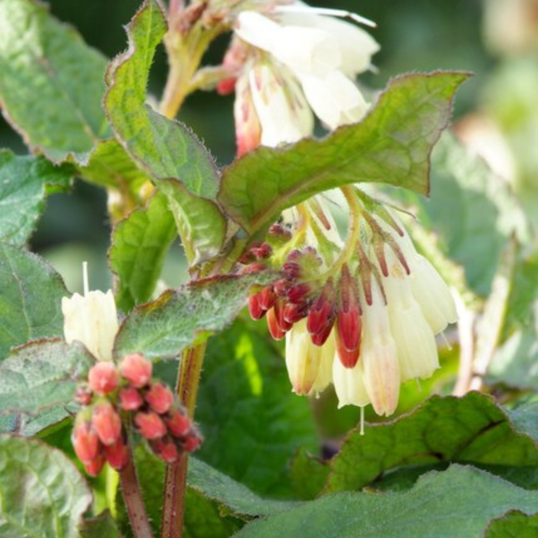 Entretien - Consoude (Symphytum grandiflorum) : Guide pratique - La Green Touch