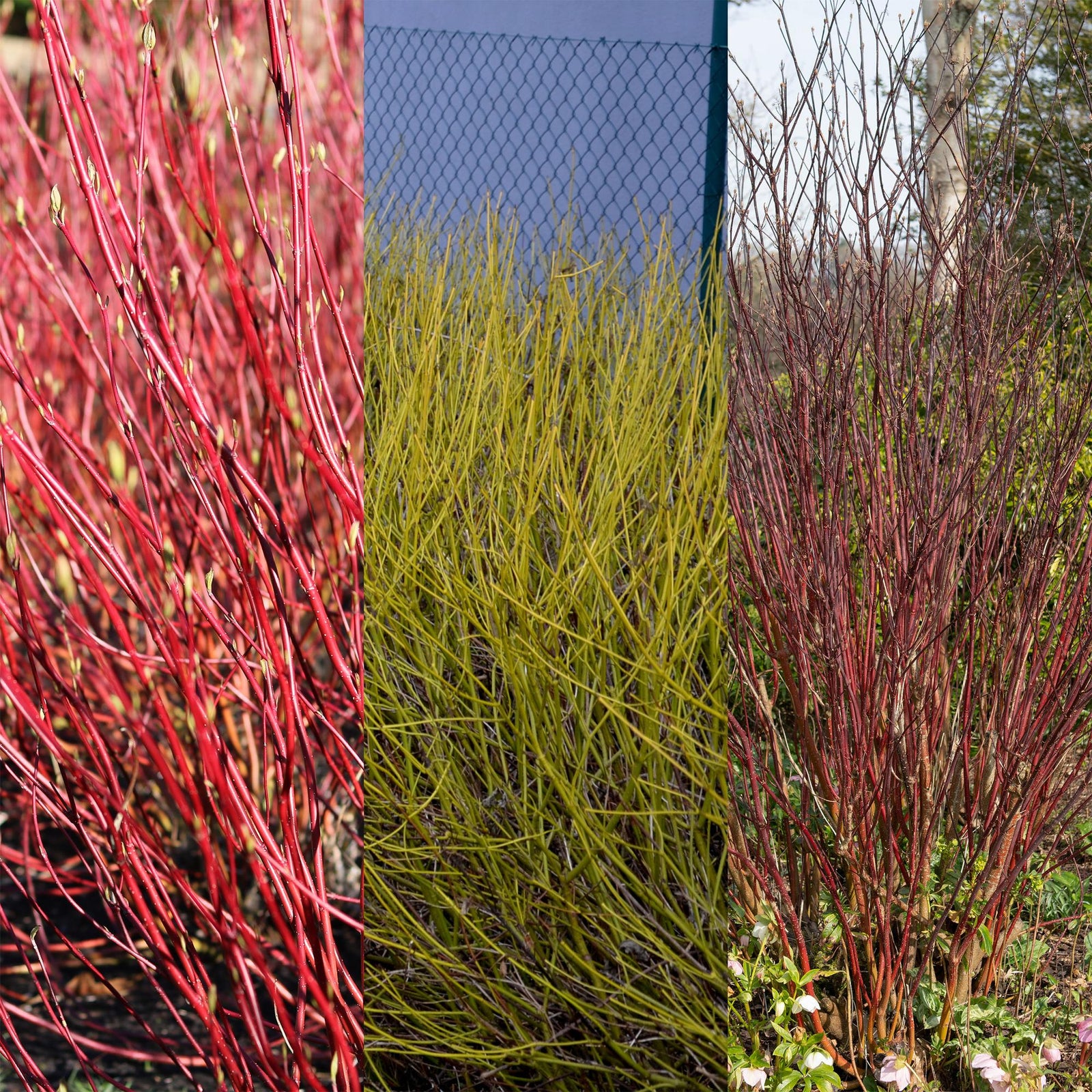 Entretien - Cornouiller Blanc (Cornus alba) : Guide pratique - La Green Touch