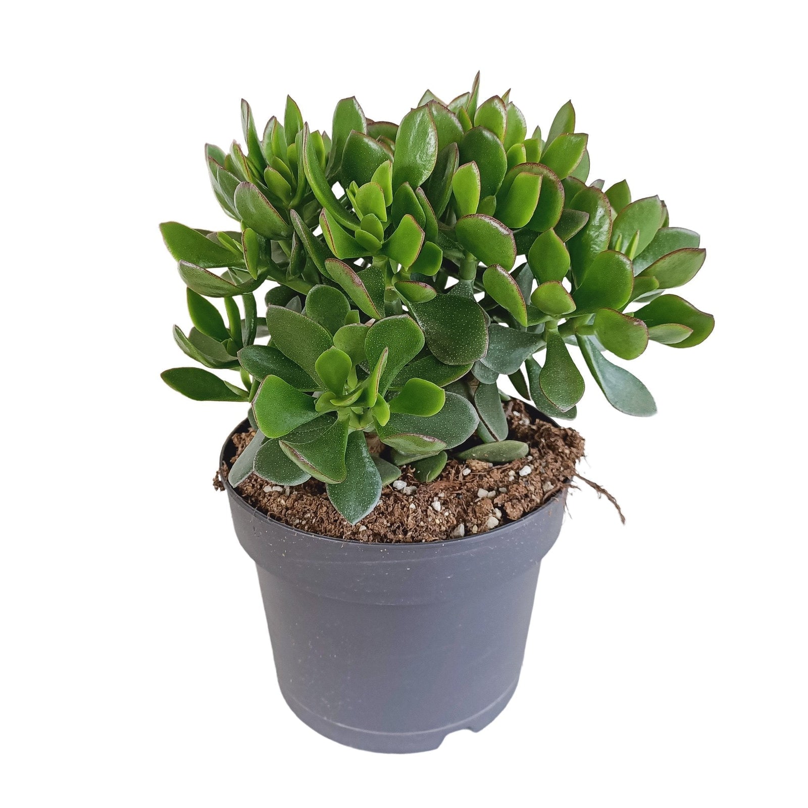 Entretien - Crassula Minova Écarlate: Guide pratique - La Green Touch