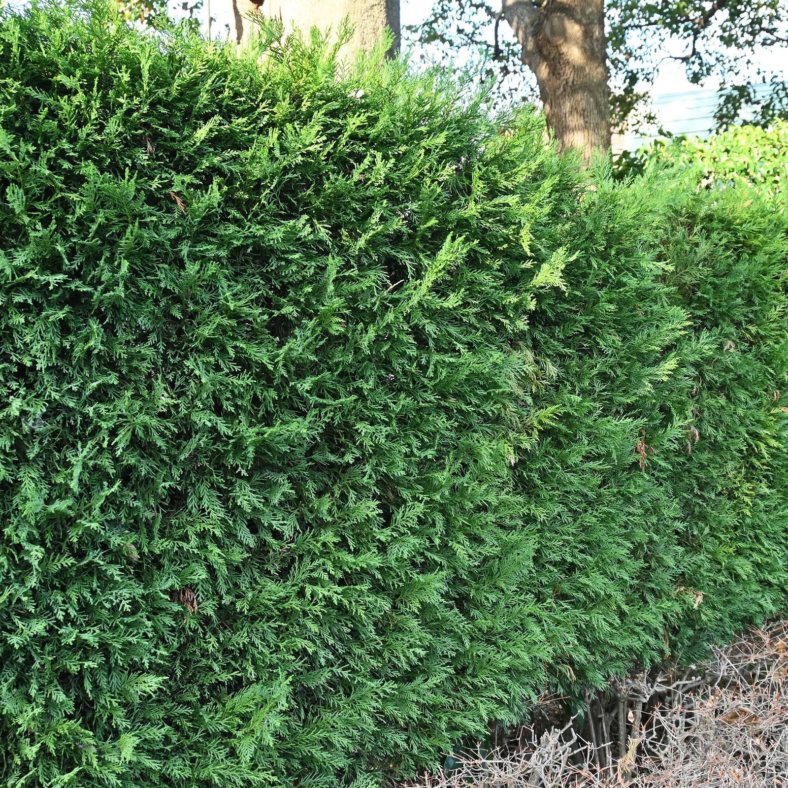 Entretien - Cyprès De Leyland (× cupressocyparis leylandii) : Guide pratique - La Green Touch