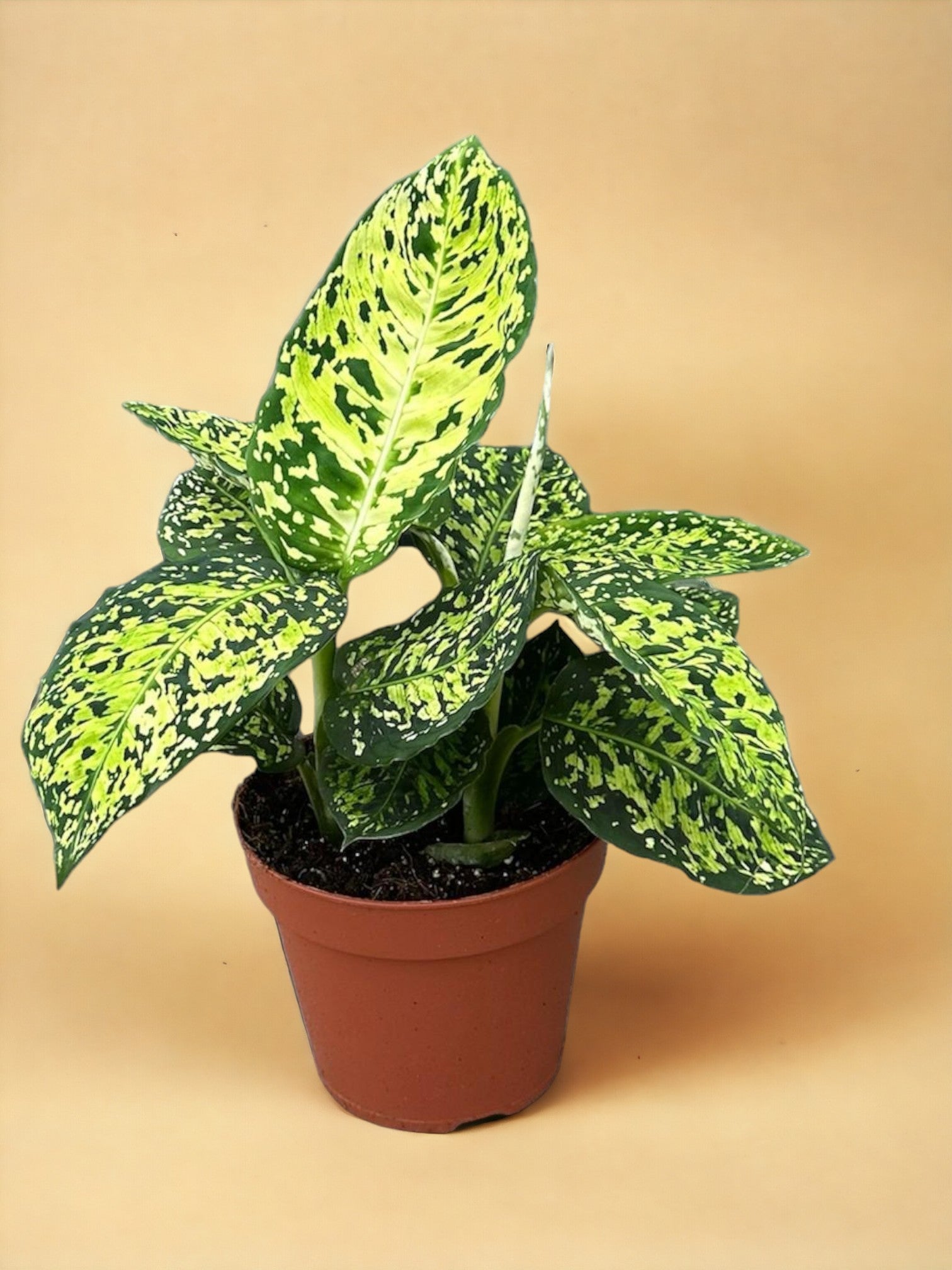 Entretien - Dieffenbachia Reflector: Guide pratique - La Green Touch