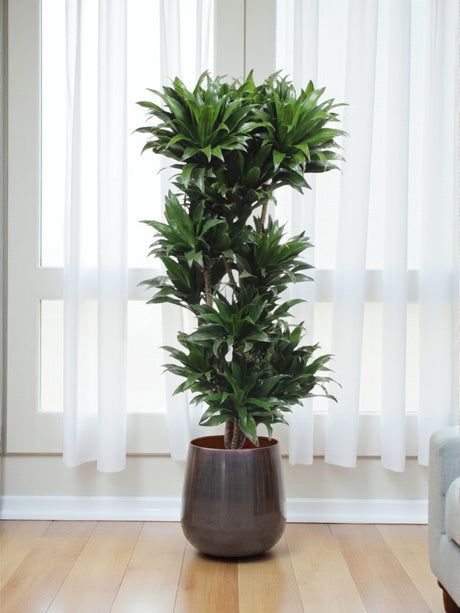 Entretien - Dracaena Compacta: Guide pratique - La Green Touch