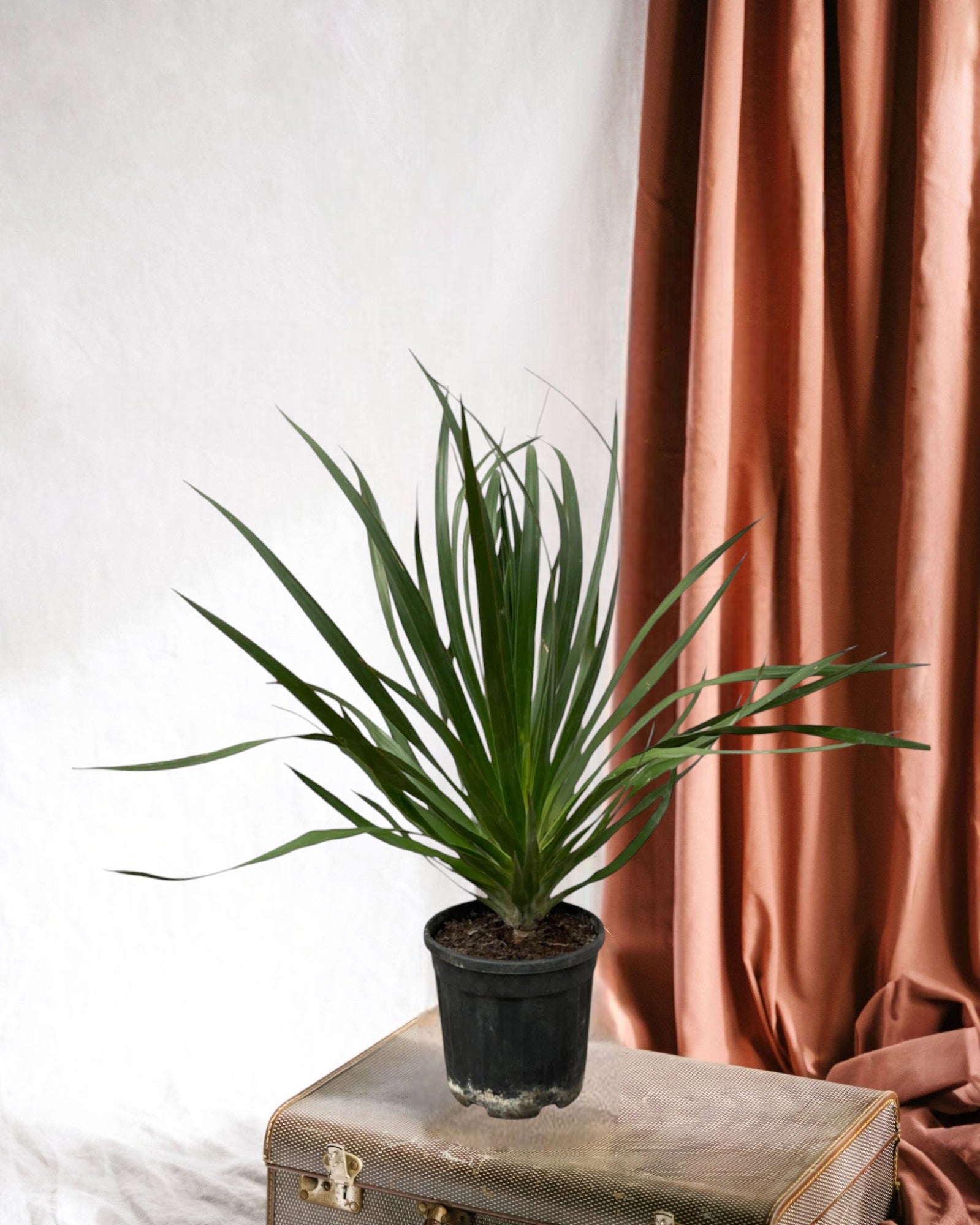 Entretien - Dracaena Draco: Guide pratique - La Green Touch