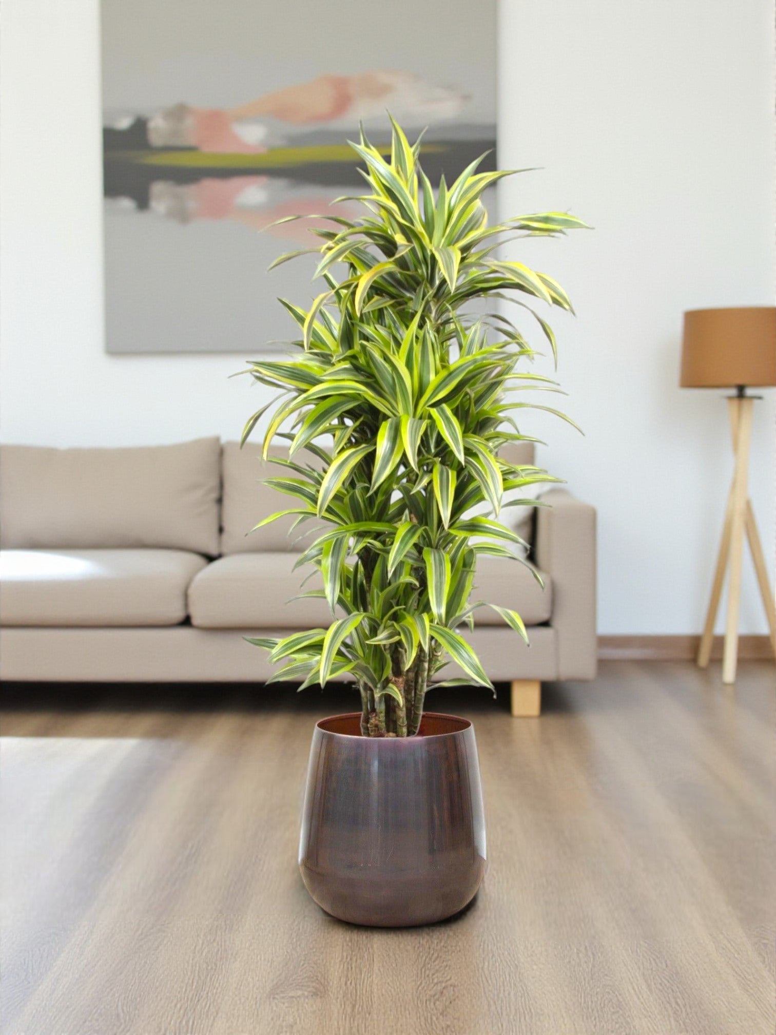 Entretien - Dracaena Lemon Lime: Guide pratique - La Green Touch