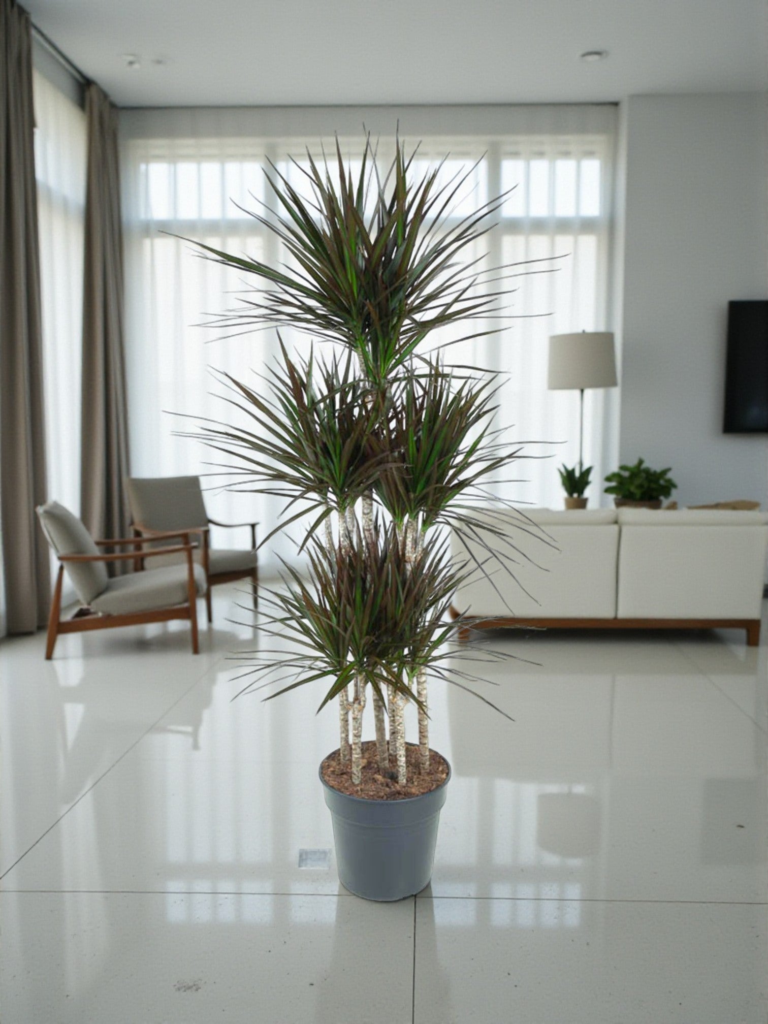 Entretien - Dracaena Magenta: Guide pratique - La Green Touch